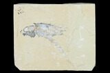Bargain, Cretaceous Lobster (Pseudostacus) Fossil - Lebanon #162840-1